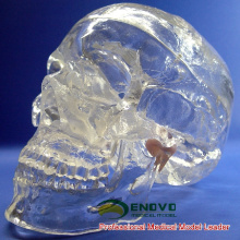 SKULL09 (12335) Ciência Médica Clássica Tamanho Real Crânio Humano Transparente, Modelo Anatômico Do Crânio